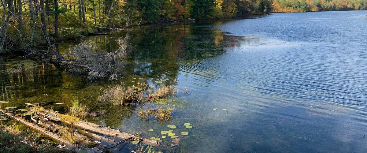 Shore line on the Chippewa Flowage in Sawyer County Wisconsin