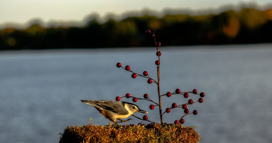 White-breasted Nuthatch on lake feeder eating nuts
