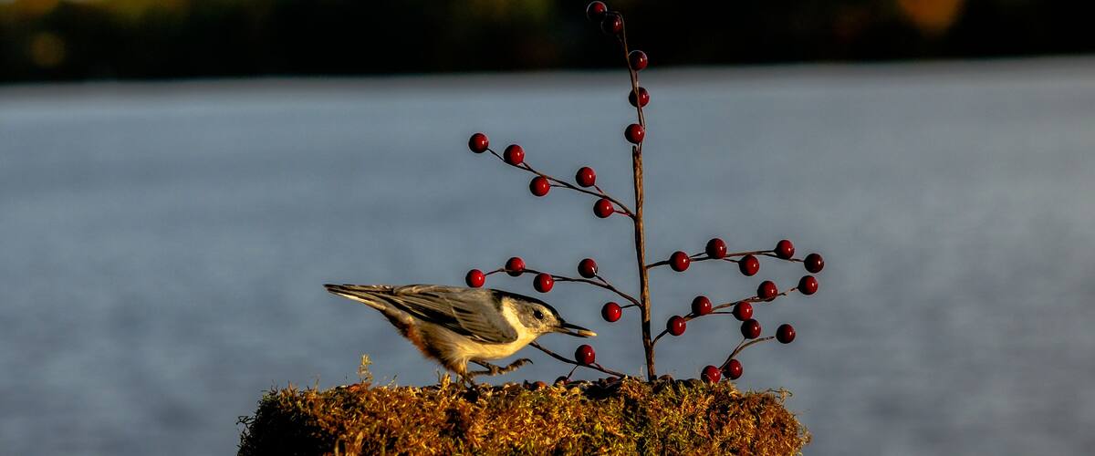 A bird on a mossy rock by a body of water with a blurred tree line in the background.