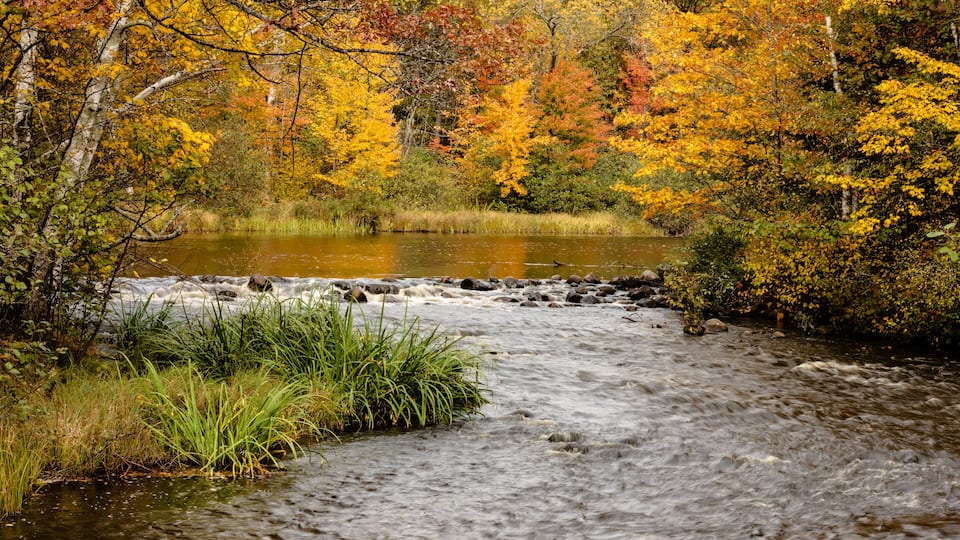 A river flowing through a forest with autumn-colored trees.