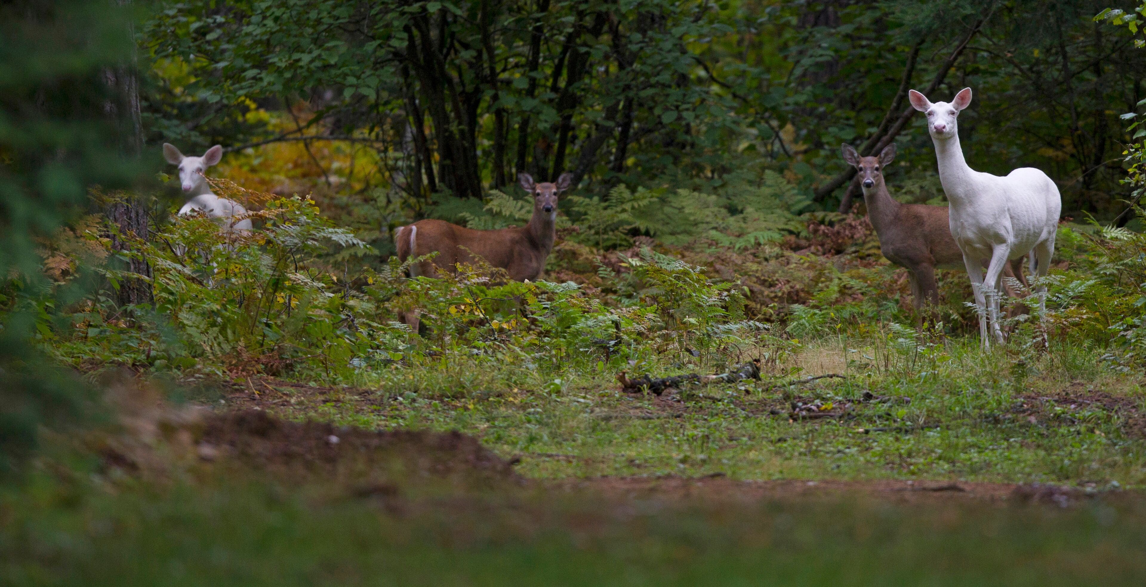 A rare herd of Albino Whitetail deer roam the woods in Boulder Junction, Wis. Local residents call them "ghost of the woods," and they are protected by the Department of Natural Re