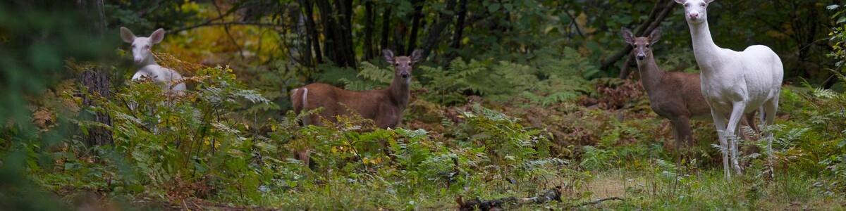 A rare herd of Albino Whitetail deer roam the woods in Boulder Junction, Wis. Local residents call them "ghost of the woods," and they are protected by the Department of Natural Re
