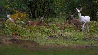 A rare herd of Albino Whitetail deer roam the woods in Boulder Junction, Wis. Local residents call them "ghost of the woods," and they are protected by the Department of Natural Re