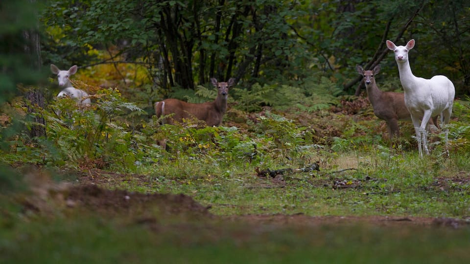 A group of deer in a forested area with dense foliage and trees.
