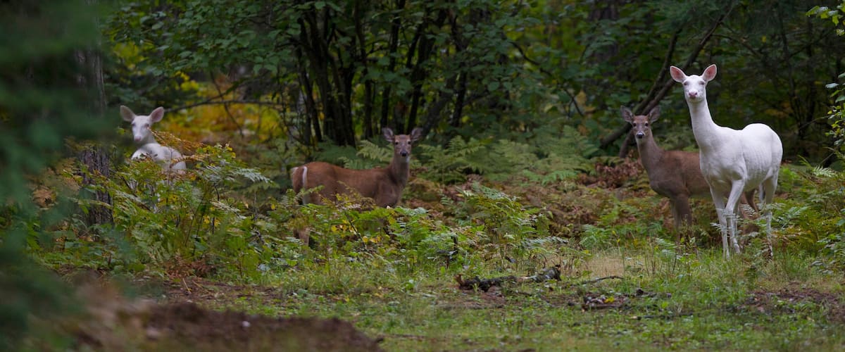 A rare herd of Albino Whitetail deer roam the woods in Boulder Junction, Wis. Local residents call them "ghost of the woods," and they are protected by the Department of Natural Re