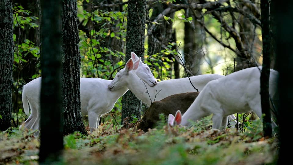 A forest with white deer grazing.