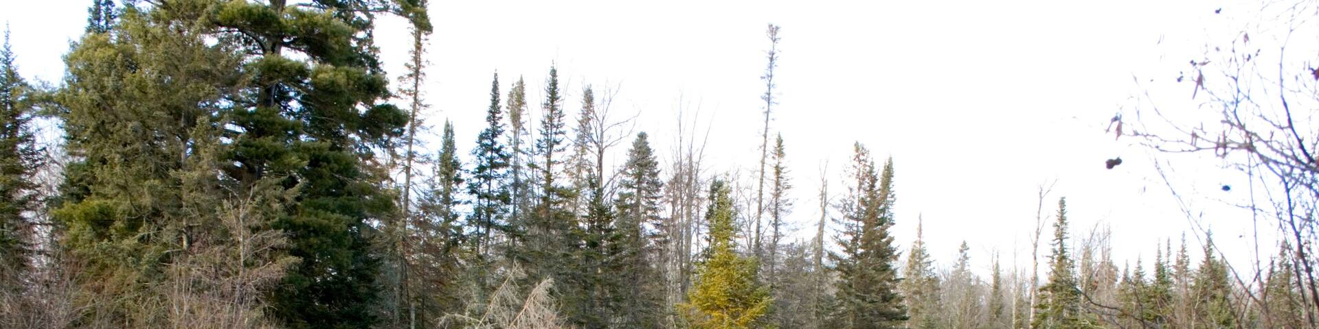 Pristine freshwater lake surrounded by evergreen trees and no sign of civilization. Cable Wisconsin WI USA