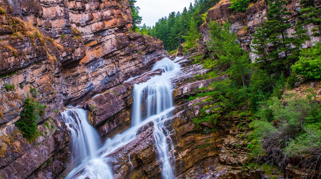 แคเมอรูน