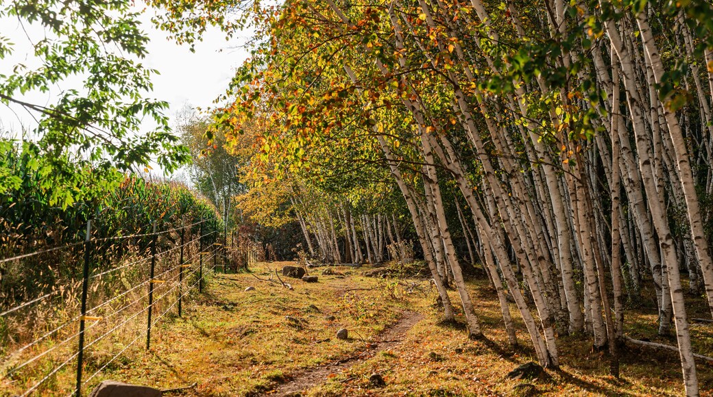 grove of birch trees with sun shining through