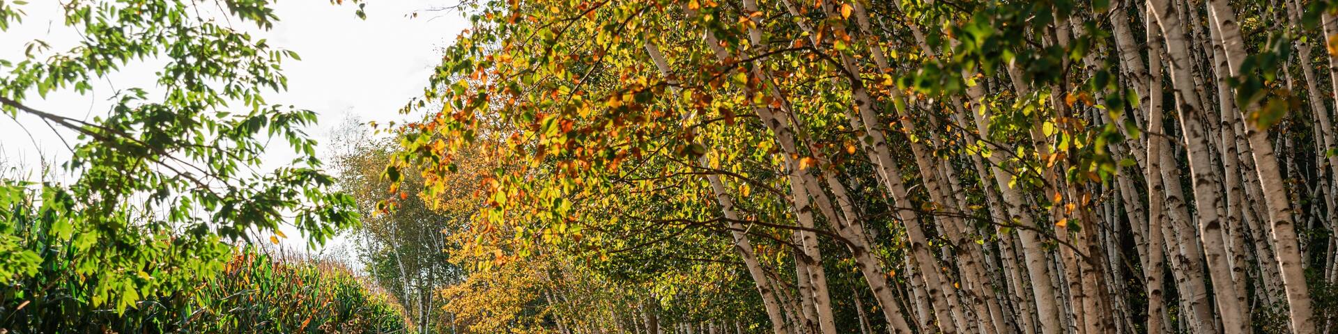 grove of birch trees with sun shining through
