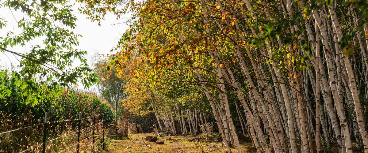 A pathway lined with birch trees, a fence on the left, and a rocky terrain.