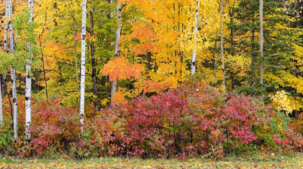 614-21 Autumn Forest Edge Pano