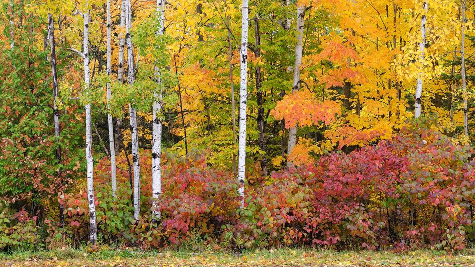 A forest with birch trees and colorful autumn foliage.
