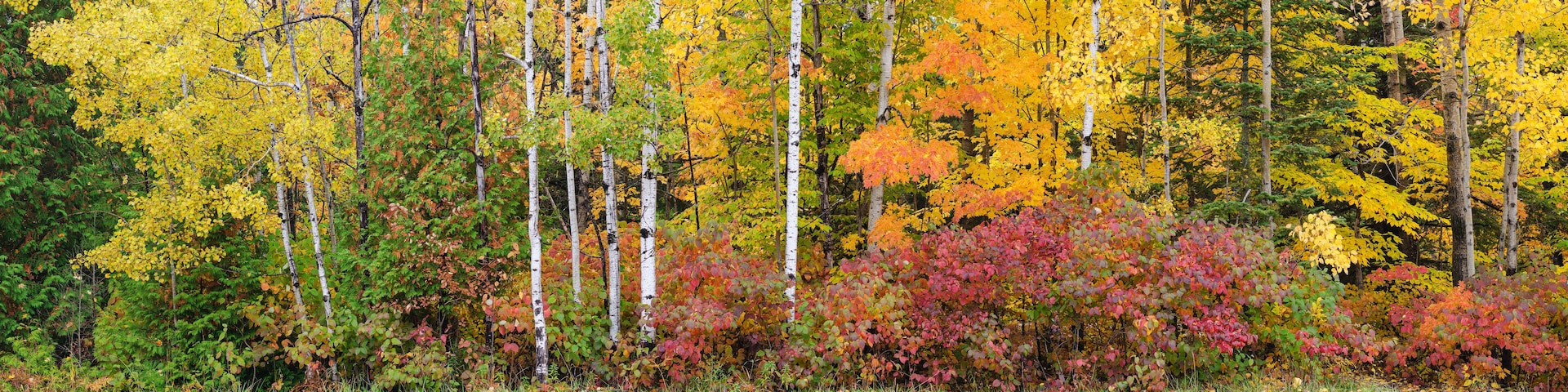 614-21 Autumn Forest Edge Pano