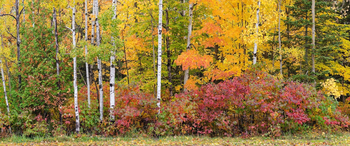 614-21 Autumn Forest Edge Pano