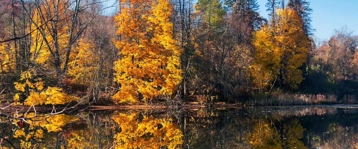 A forest with autumn-colored trees reflecting in a calm lake.