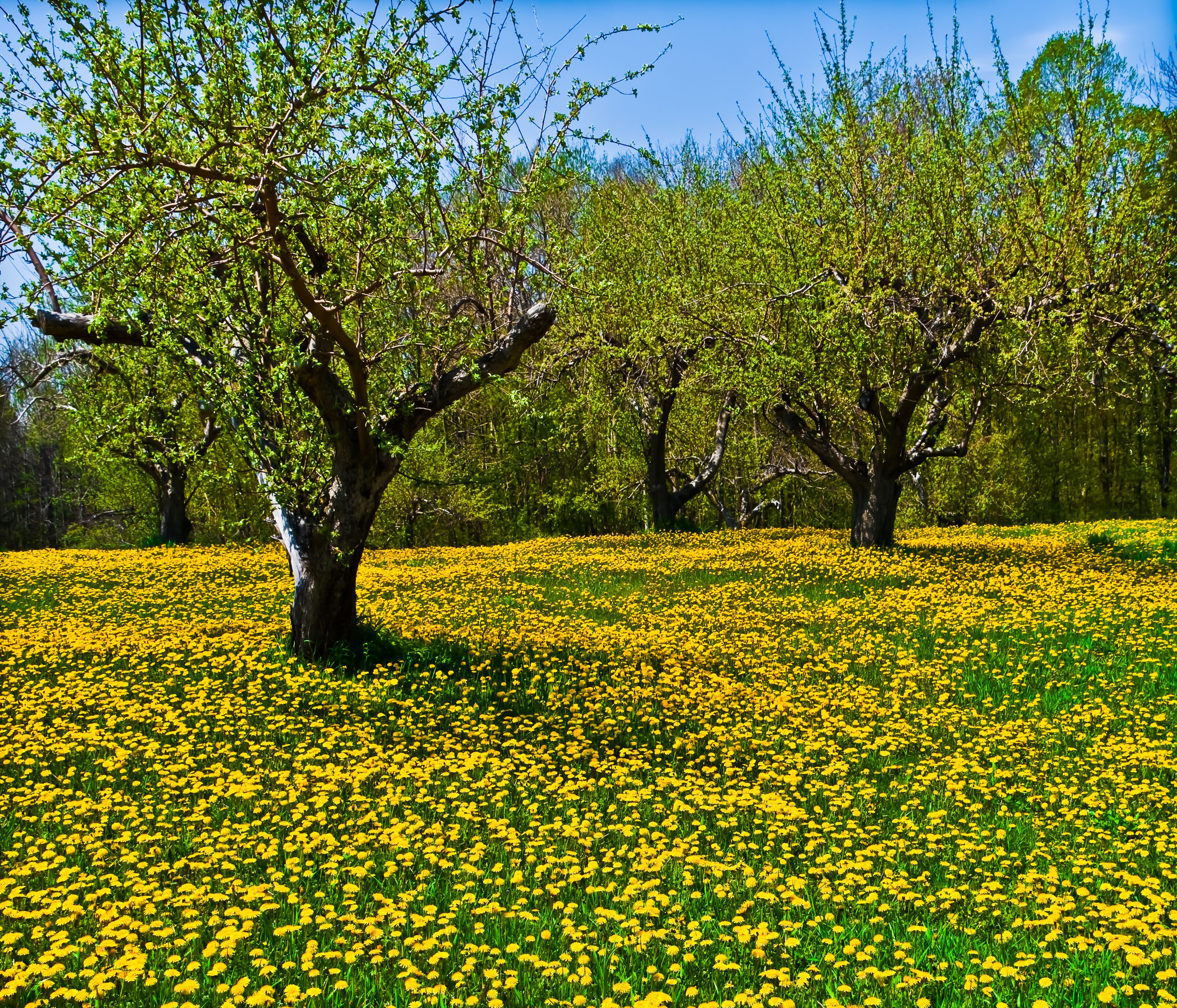 A Carpet of Dandelions Covering The Floor of an Apple Orchard in Door County, Egg Harbor, Wisconsin, USA