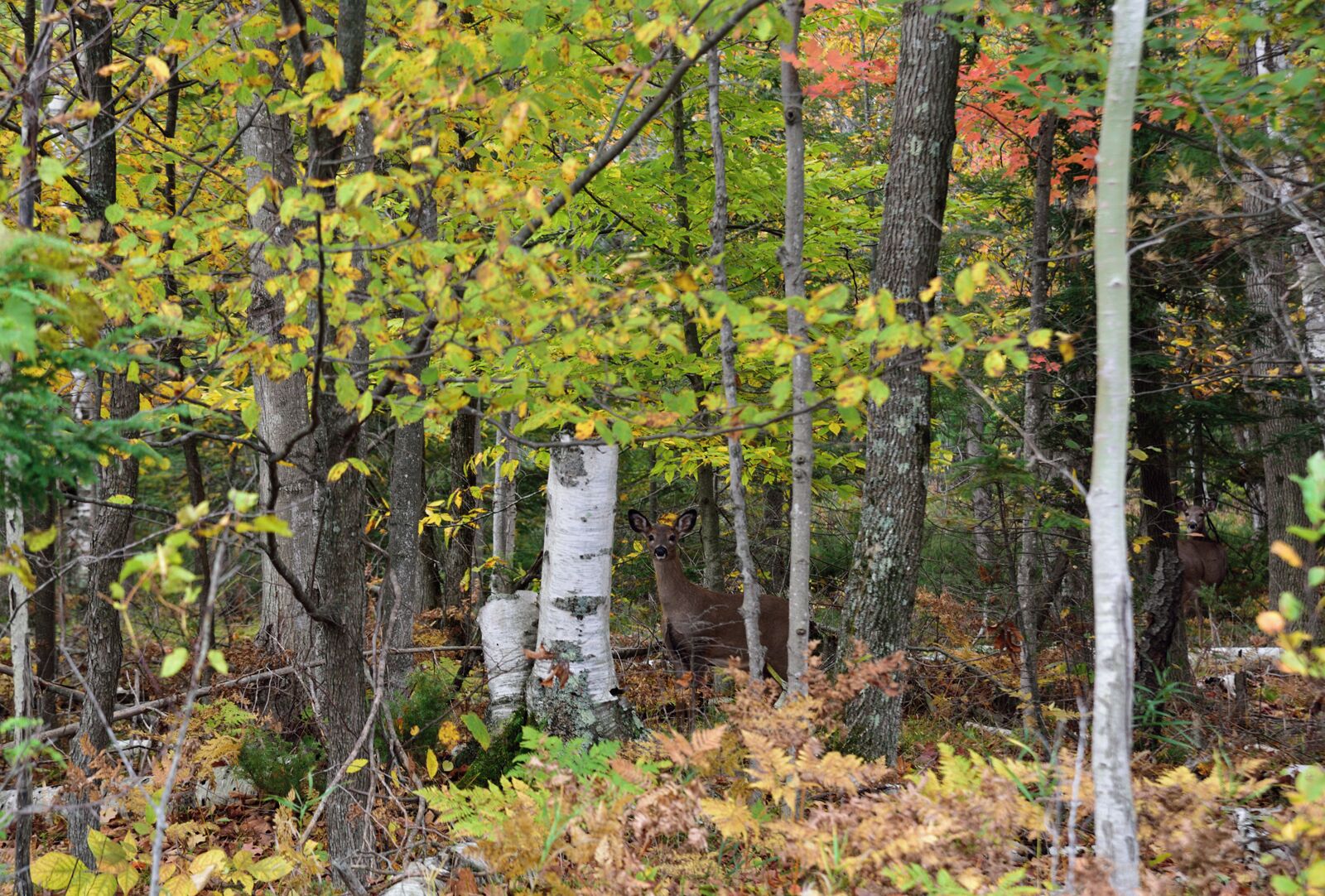 While driving along a seldom used side road I spotted several deer in the woods so I stopped and snapped a quick picture. Can you find the 2 deer in this shot?
