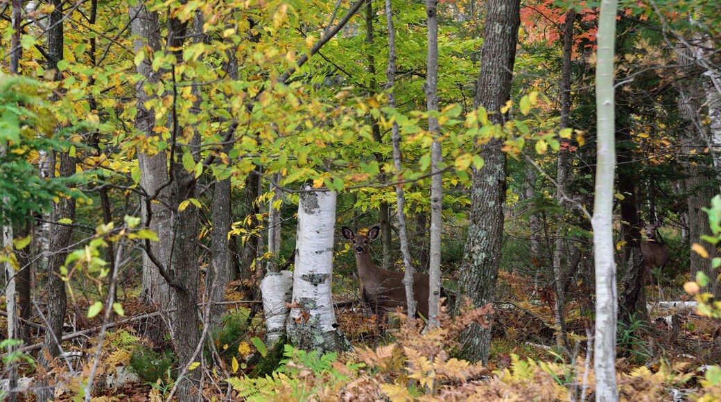 While driving along a seldom used side road I spotted several deer in the woods so I stopped and snapped a quick picture. Can you find the 2 deer in this shot?