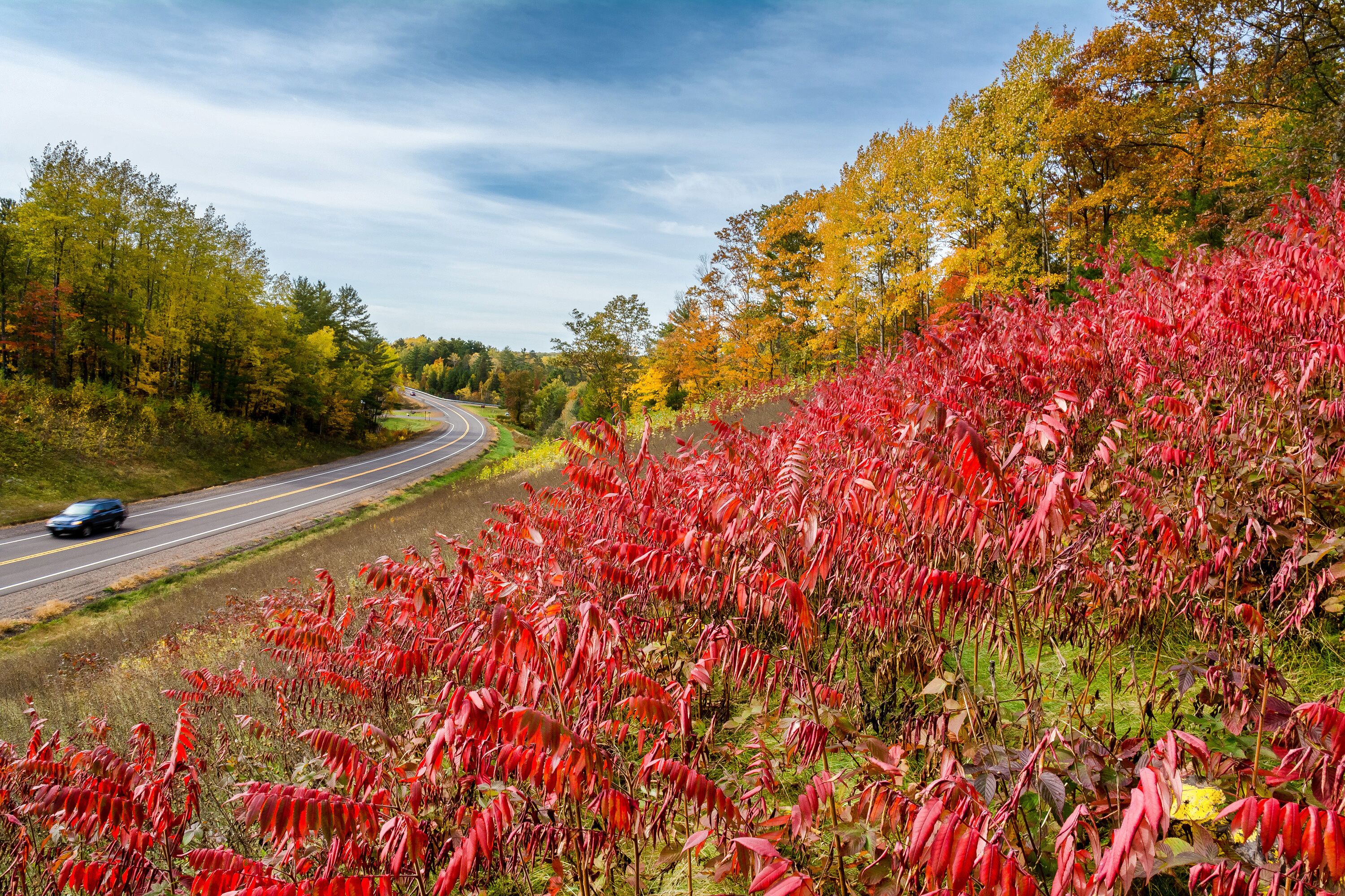 Roadside scene along Highway 77 east of Hayward, Wisconsin during Autumn.