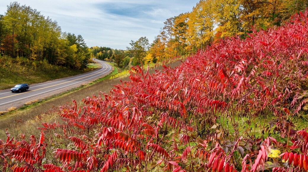 Roadside scene along Highway 77 east of Hayward, Wisconsin during Autumn.