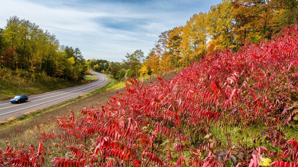 Roadside scene along Highway 77 east of Hayward, Wisconsin during Autumn.