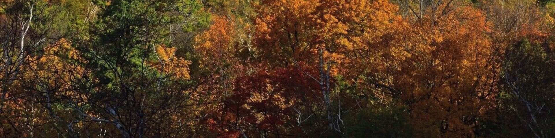 Horseshoe island in Door County ablaze in Fall Colors..