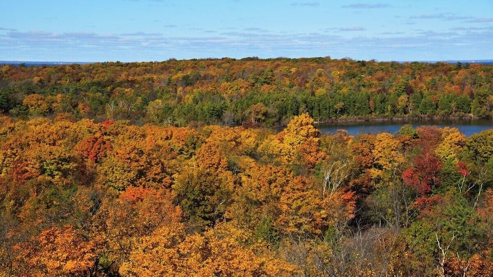 A forested landscape with autumn foliage.