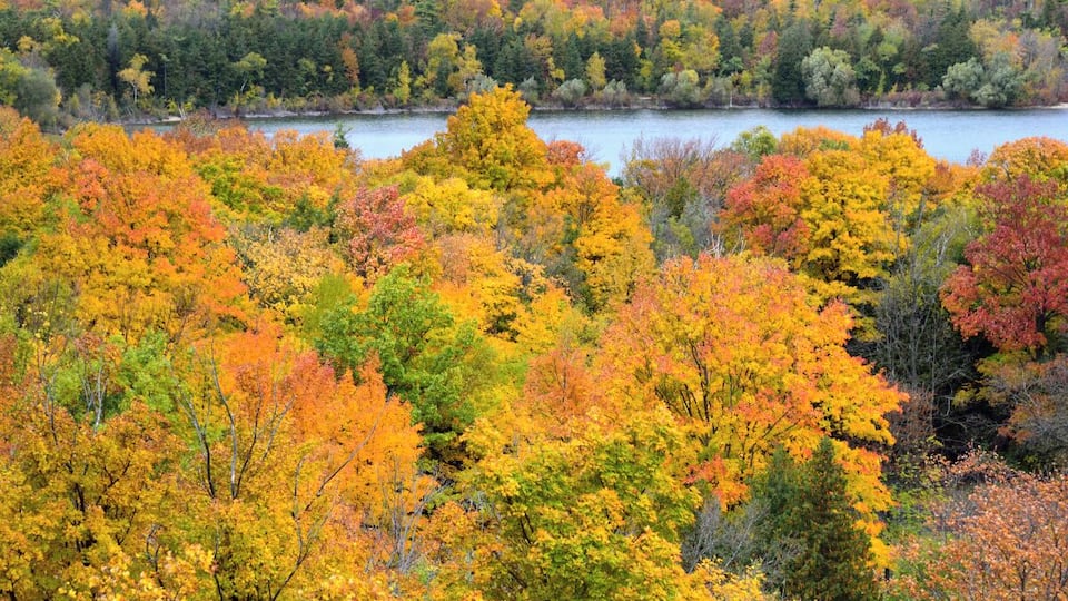 A dense forest with autumn foliage in yellow, orange, and green colors.