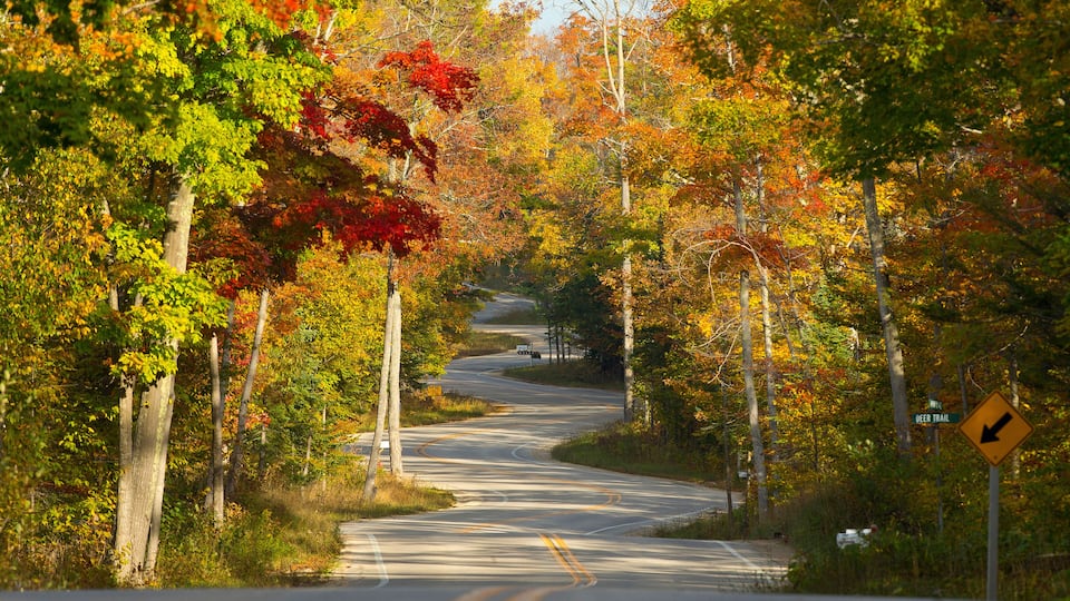 A winding road surrounded by autumn foliage.