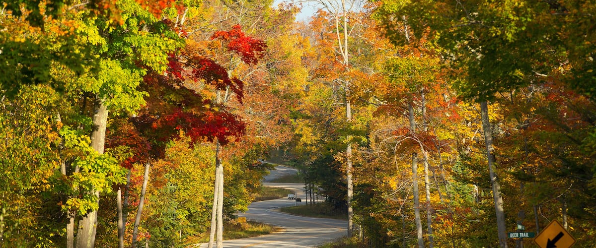 A winding road surrounded by autumn foliage.