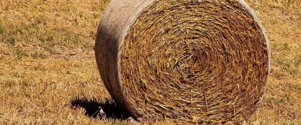 A field with three hay bales and a clear blue sky.