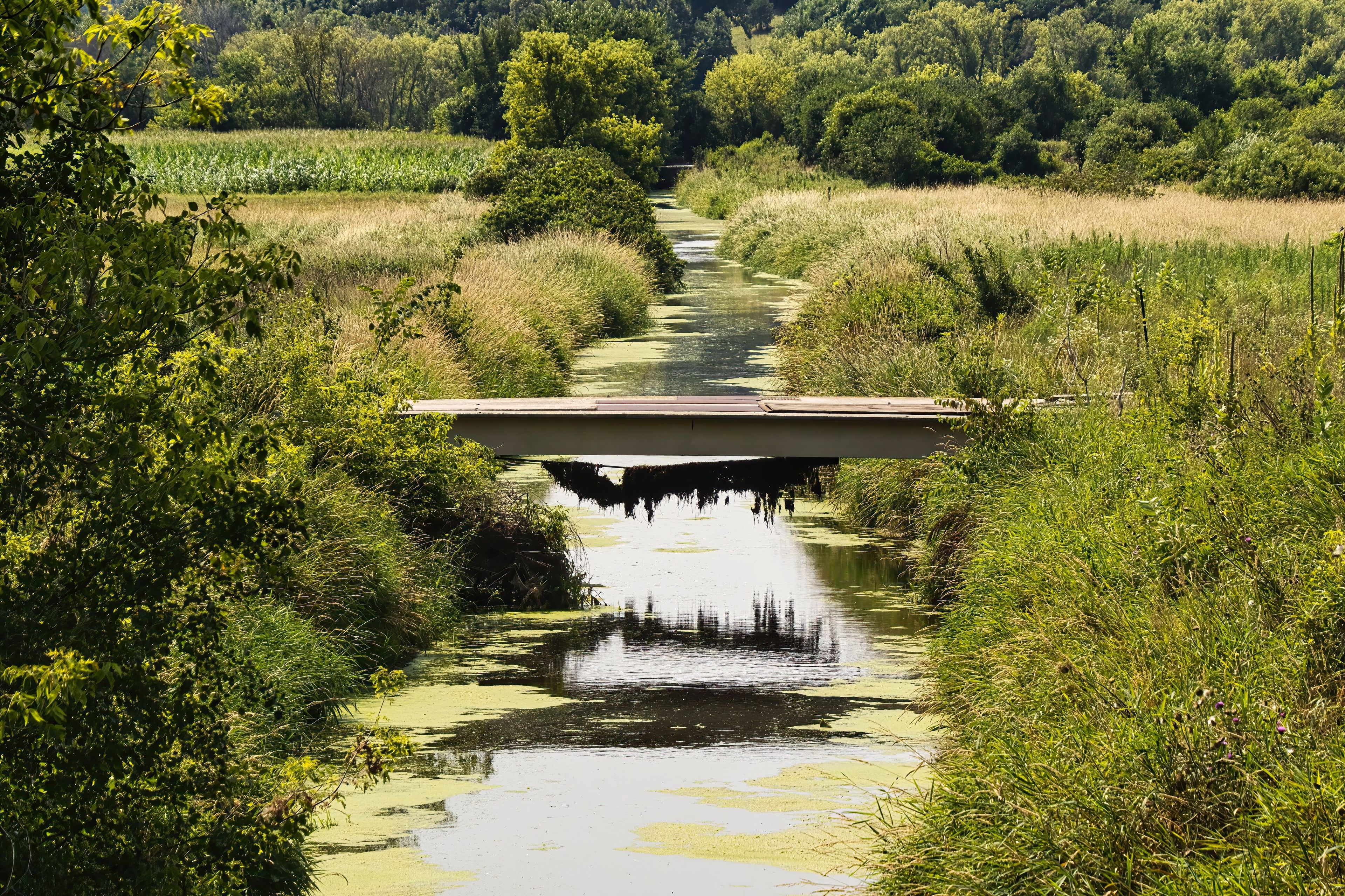 Ein schmaler Wasserweg, gesäumt von dichtem Grün und einer Holzbrücke.