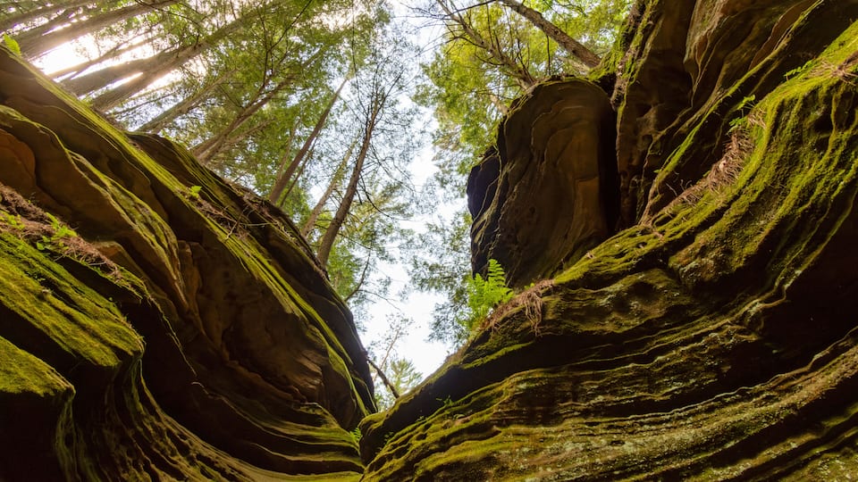 A forested canyon with moss-covered rock formations and tall trees.
