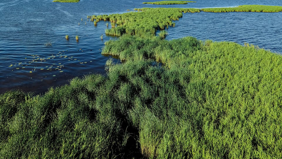 A coastal landscape with dense green vegetation and calm blue waters.
