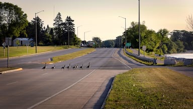 Following the Leader