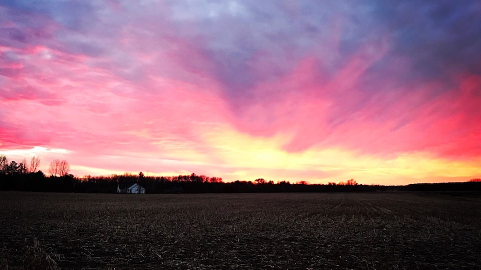 A field with a sunset sky.