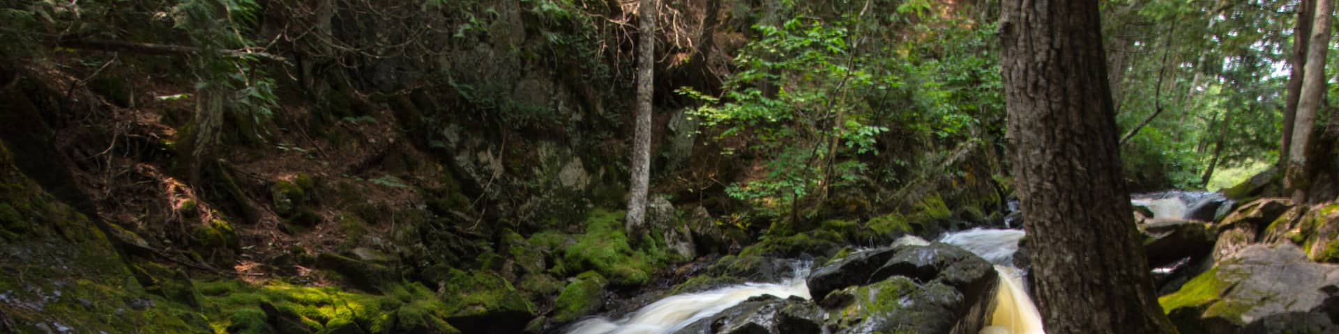 A fast-flowing river with rocks and moss in a forested area.