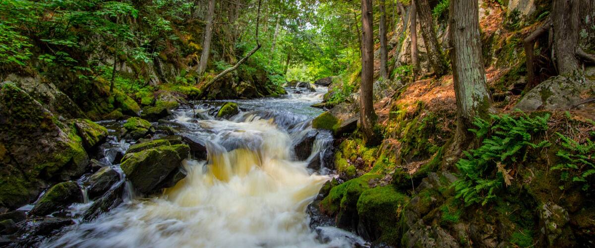 A fast-flowing river in a forested area with moss-covered rocks and dense green foliage.