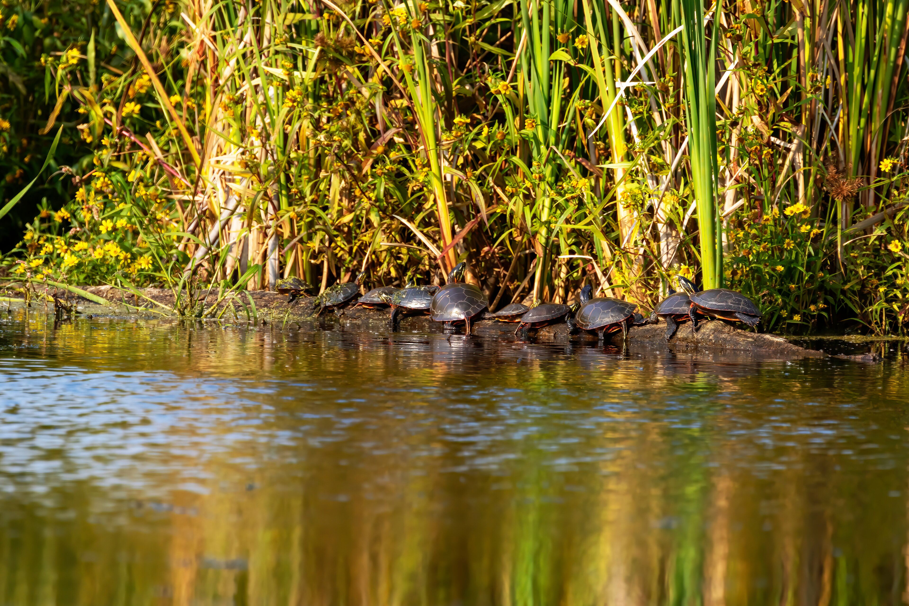 The painted turtles basking in the sun