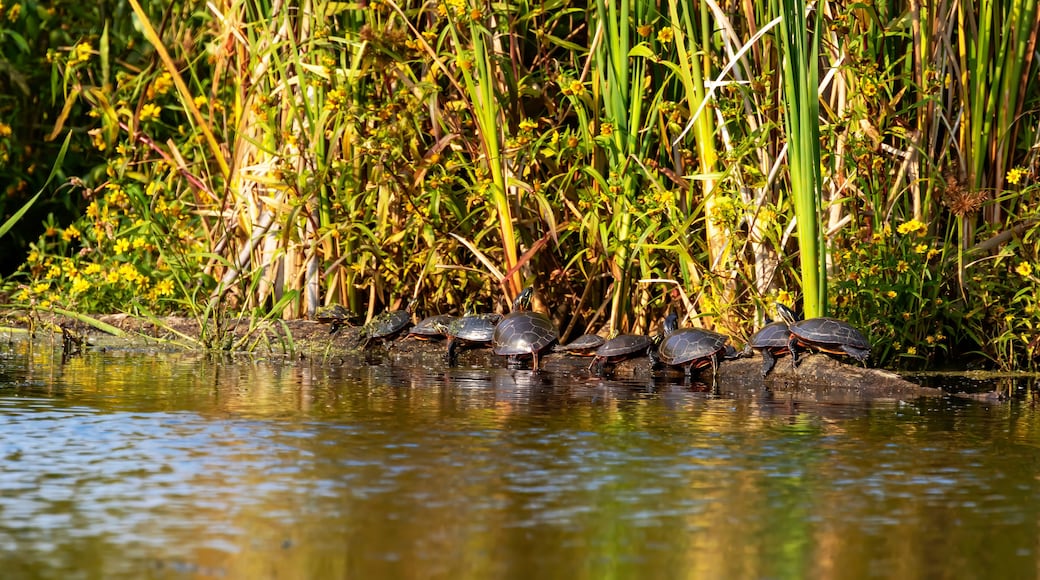 The painted turtles basking in the sun