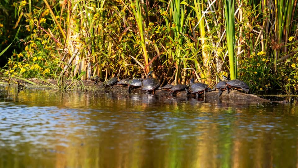 A group of turtles in a shallow water body surrounded by tall grasses and reeds.