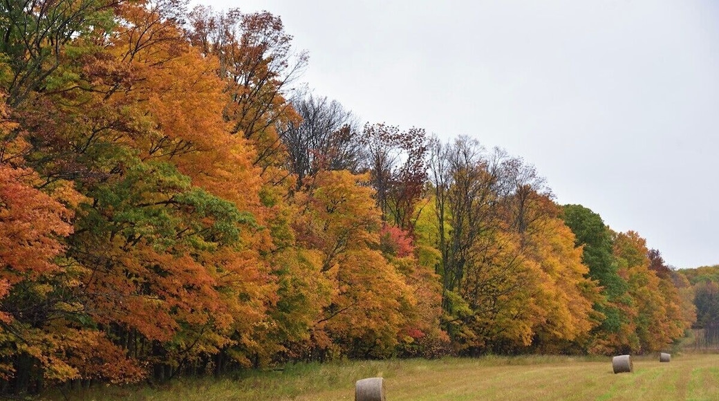 The field just across the street from the cherry orchards. Everything is beautiful in Fall.