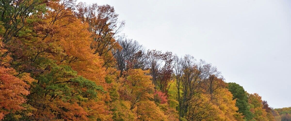The field just across the street from the cherry orchards. Everything is beautiful in Fall.