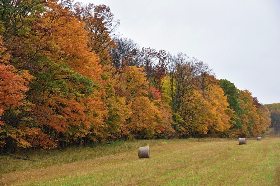 The field just across the street from the cherry orchards. Everything is beautiful in Fall.