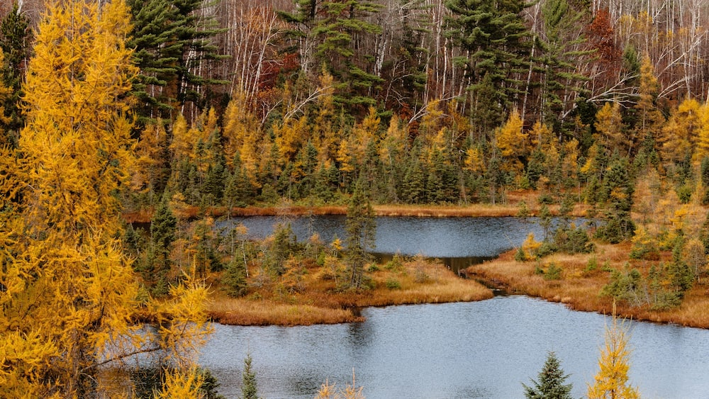 Tamaracks in late autumn along northern Wisconsin bog lake. Butterfly Lake near St. Germain, Wisconsin