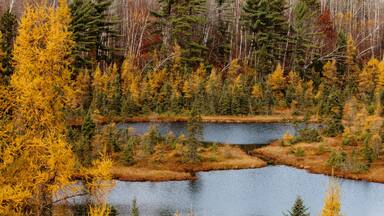 Tamaracks in late autumn along northern Wisconsin bog lake. Butterfly Lake near St. Germain, Wisconsin