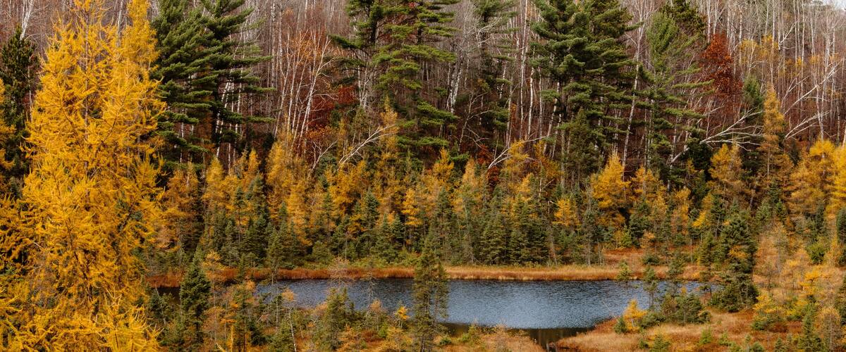 Tamaracks in late autumn along northern Wisconsin bog lake. Butterfly Lake near St. Germain, Wisconsin