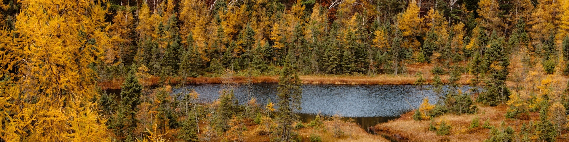 A forested landscape with a pond surrounded by autumn-colored trees.
