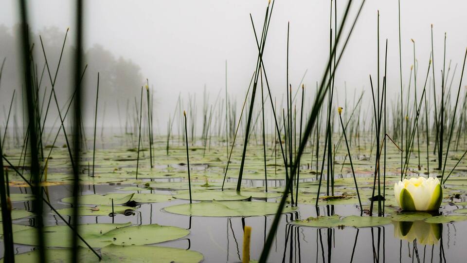 A pond with lily pads and a single white water lily in the foreground.